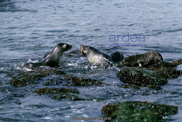 : Fur Seal - playing in sea : Fur Seal - playing in sea
