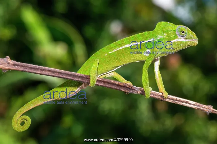: Furcifer viridis, male on a branch, RN6, Anompaka : Furcifer viridis, male on a branch, RN6, Anompaka