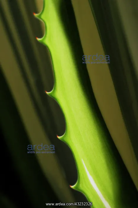 : Furcraea, Foetida Mediopicta : Furcraea, Foetida Mediopicta