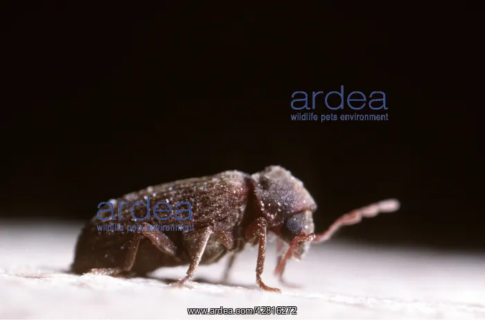 : FURNITURE BEETLE also known as woodworm / wood worm : FURNITURE BEETLE also known as woodworm / wood worm