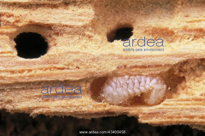 : FURNITURE BEETLE LARVAE - - in wood (woodworm) : FURNITURE BEETLE LARVAE - - in wood (woodworm)