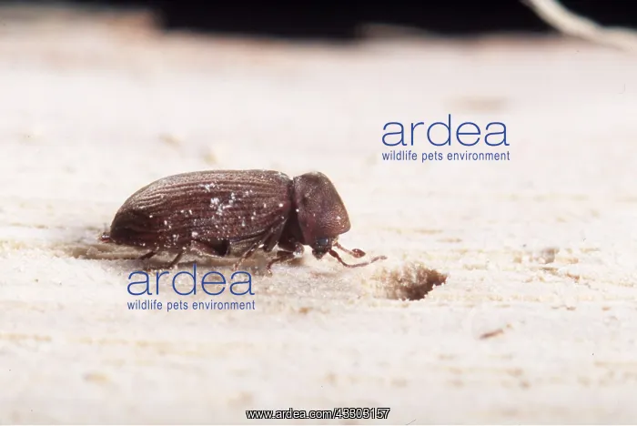 : Furniture Beetle (Woodworm) : Furniture Beetle (Woodworm)
