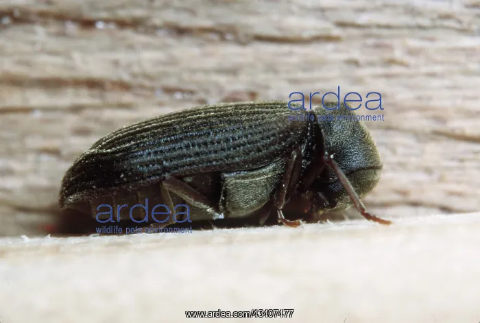 : Furniture Beetle (Woodworm) : Furniture Beetle (Woodworm)