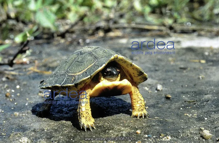 : Furrowed Wood Turtle : Furrowed Wood Turtle