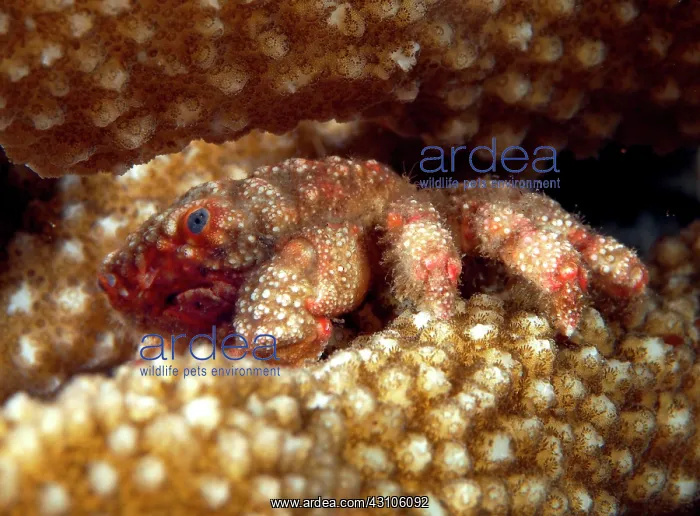 : Furry Coral Crab : Furry Coral Crab