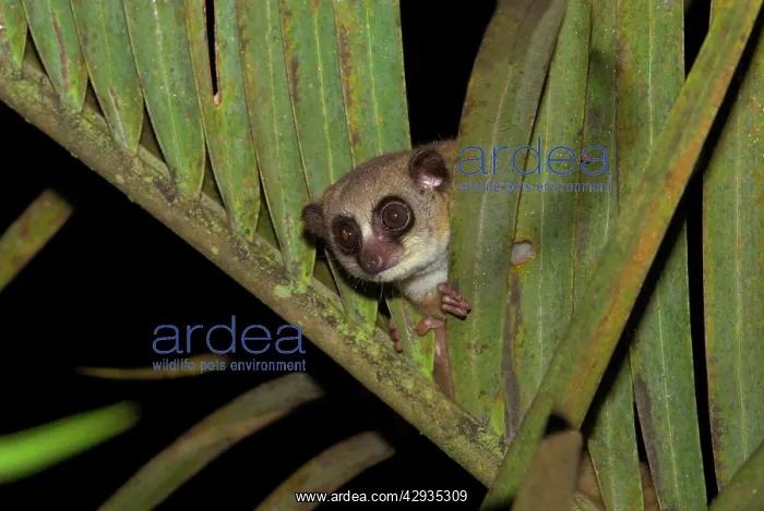: Furry-eared Dwarf Lemur - Looking through leaves : Furry-eared Dwarf Lemur - Looking through leaves