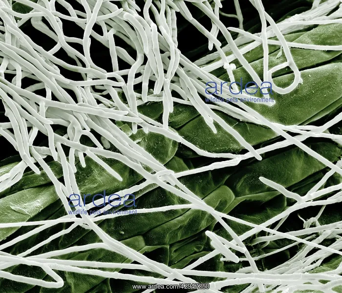 : Fusarium (Fusarium graminearum). Scanning Electron Micrograph (SEM) : Fusarium (Fusarium graminearum). Scanning Electron Micrograph (SEM)