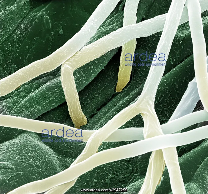 : Fusarium (Fusarium graminearum). Scanning Electron Micrograph (SEM) : Fusarium (Fusarium graminearum). Scanning Electron Micrograph (SEM)