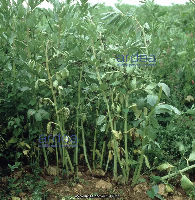 : Fusarium Foot Rot on Beans : Fusarium Foot Rot on Beans