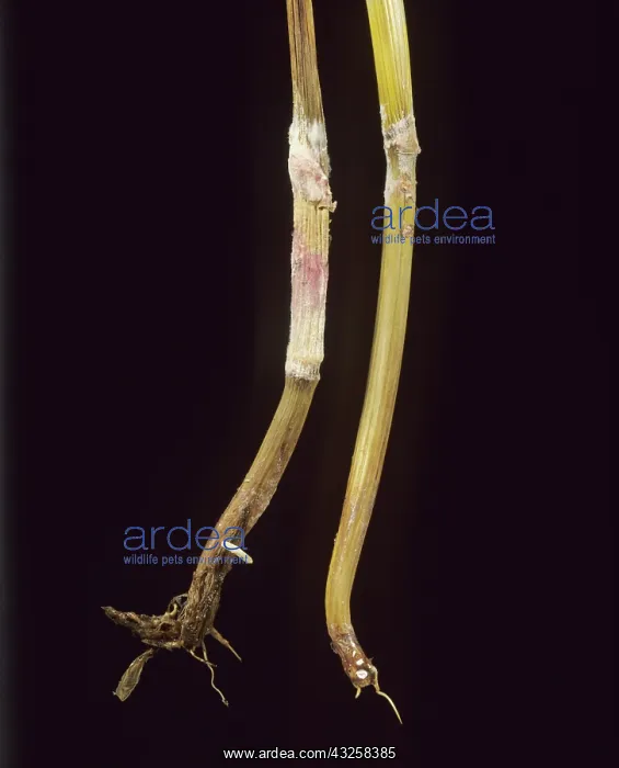 : Fusarium foot rot (Fusarium) mycelium : Fusarium foot rot (Fusarium) mycelium