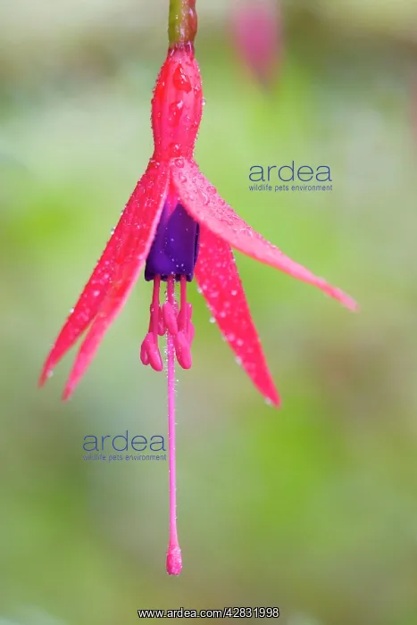  : Fuschia Flower