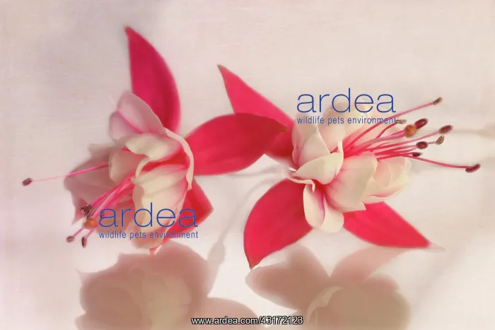 : Fuschia, two red and white flowers side by side on a white r : Fuschia, two red and white flowers side by side on a white r