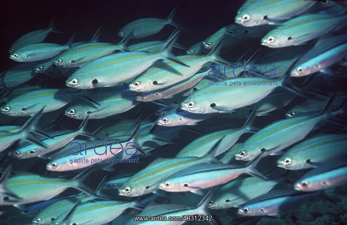 : FUSILIERS - Shoal : FUSILIERS - Shoal