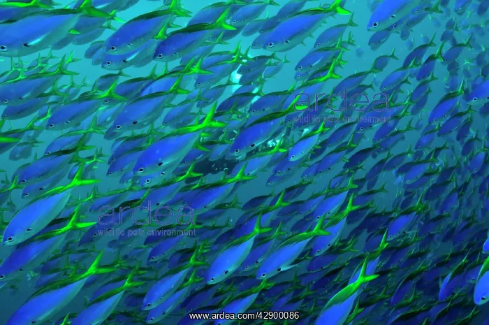 : Fusiliers - swimming in great schools along the : Fusiliers - swimming in great schools along the