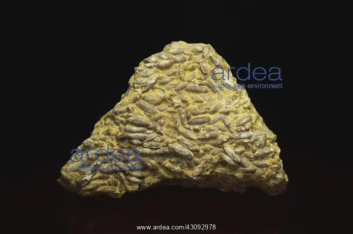 : Fusulinid Fossils : Fusulinid Fossils