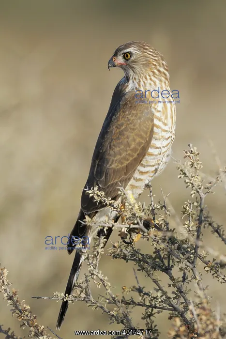  : Gabar Goshawk