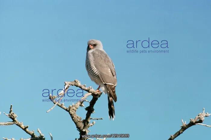 : Gabar Goshawk - adult plumage : Gabar Goshawk - adult plumage