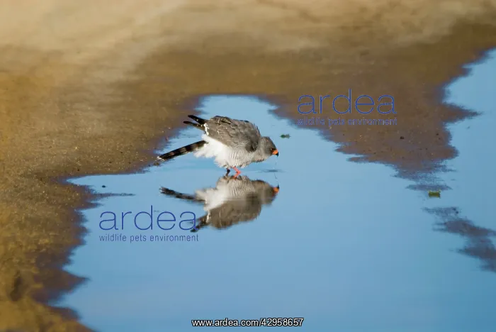 : Gabar Goshawk - Drinking from rain puddle in road : Gabar Goshawk - Drinking from rain puddle in road