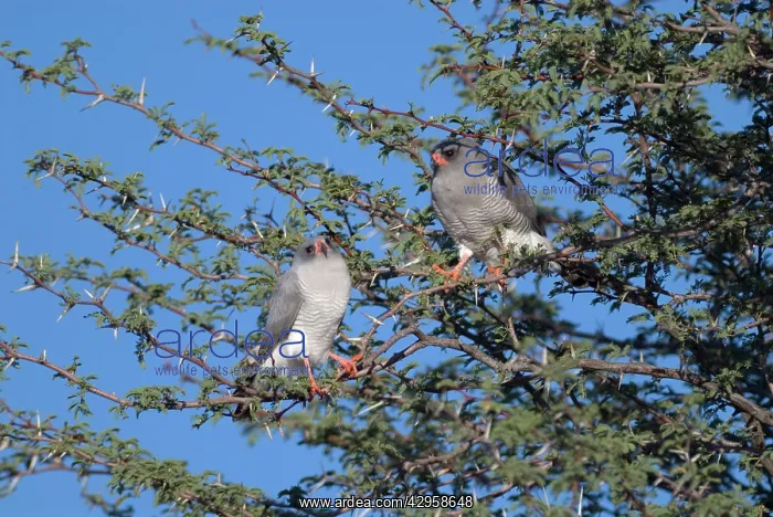 : Gabar Goshawks - In tree basking in early morning sun : Gabar Goshawks - In tree basking in early morning sun