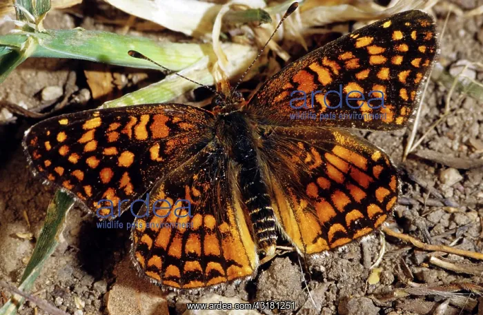 : Gabb's Checkerspot (Chlosyne gabbi) : Gabb's Checkerspot (Chlosyne gabbi)