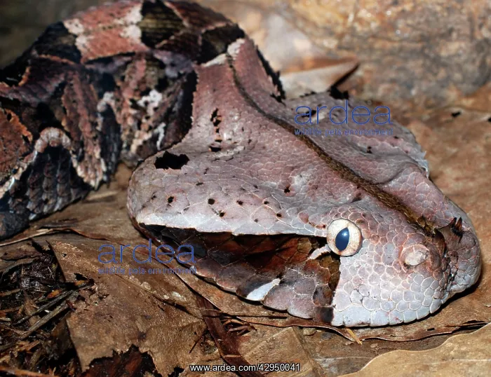 : Gaboon Viper : Gaboon Viper