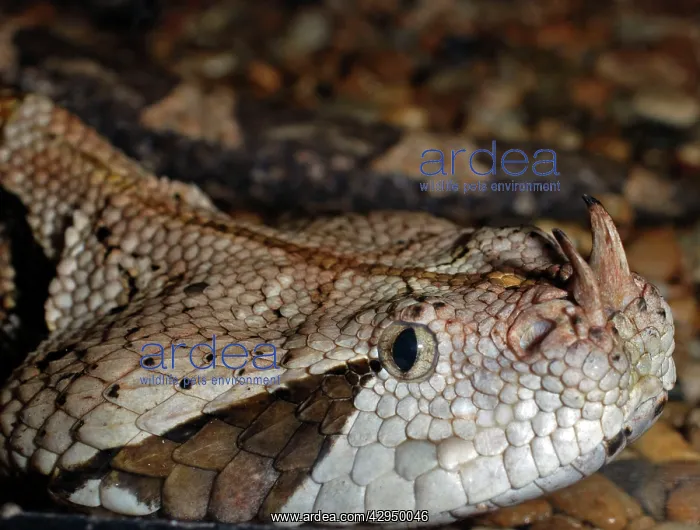 : Gaboon Viper : Gaboon Viper
