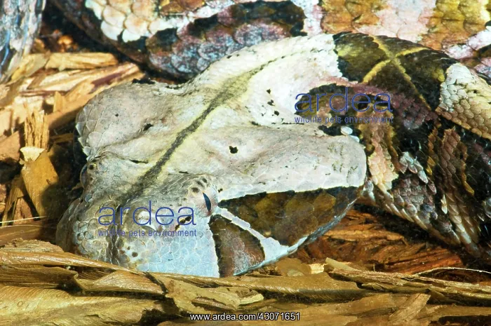 : Gaboon Viper : Gaboon Viper