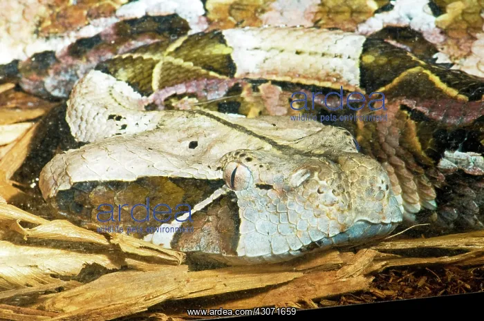 : Gaboon Viper : Gaboon Viper