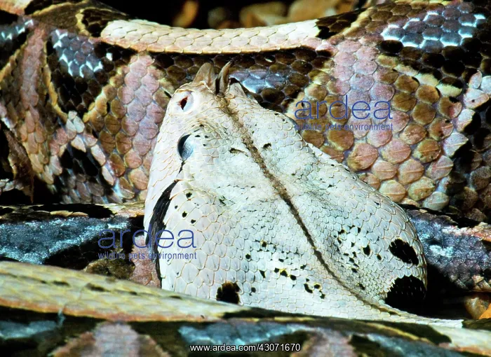  : Gaboon Viper