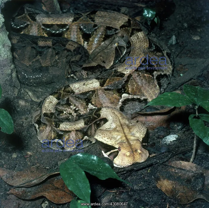 : Gaboon Viper : Gaboon Viper