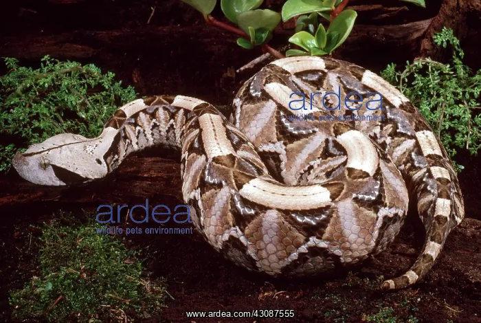 : Gaboon Viper : Gaboon Viper