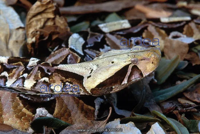 : Gaboon Viper : Gaboon Viper