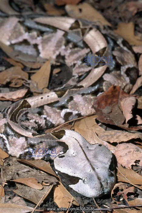 : Gaboon Viper : Gaboon Viper