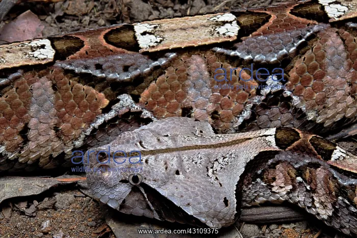 : Gaboon viper (Bitis gabonica) Cameroun : Gaboon viper (Bitis gabonica) Cameroun