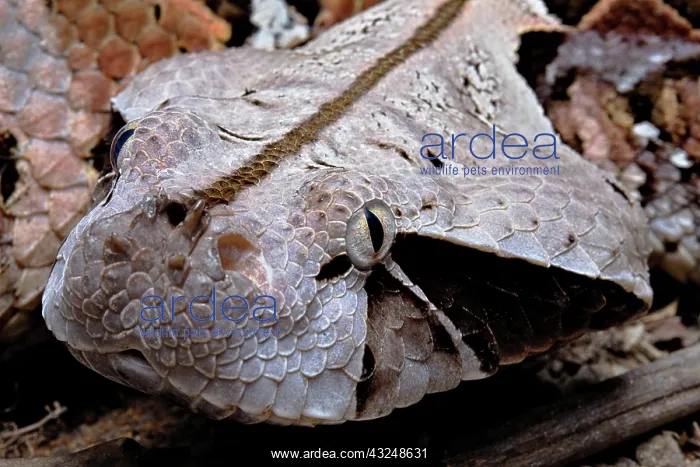 : Gaboon viper (Bitis gabonica) Cameroun : Gaboon viper (Bitis gabonica) Cameroun