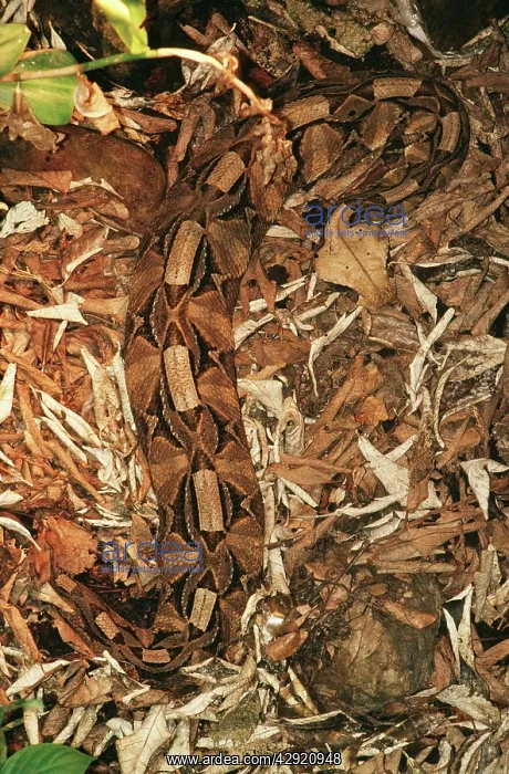 : Gaboon VIPER - camouflaged on the forest floor : Gaboon VIPER - camouflaged on the forest floor