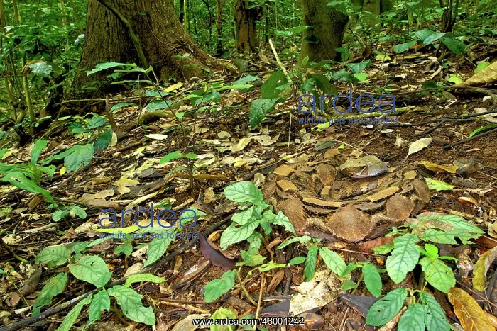 : Gaboon Viper - camouflaged on the forest floor : Gaboon Viper - camouflaged on the forest floor