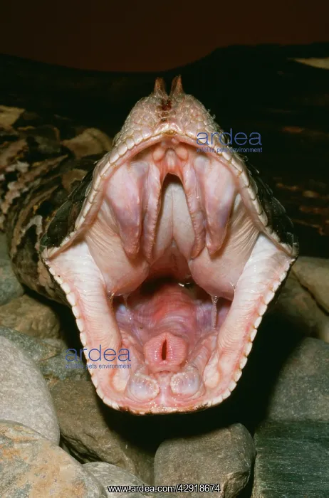: Gaboon VIPER - close-up of open mouth. Fangs fold : Gaboon VIPER - close-up of open mouth. Fangs fold