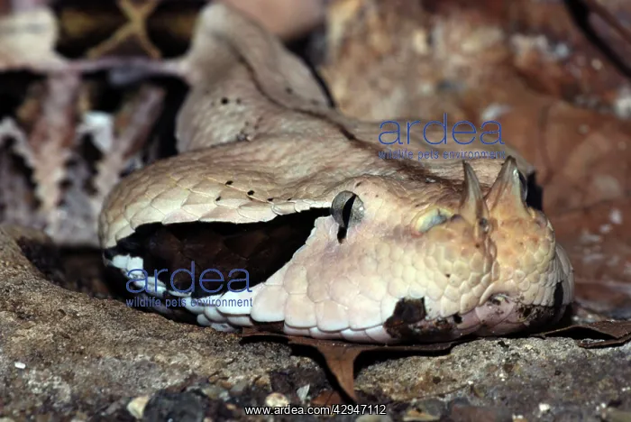 : Gaboon Viper - colours camouflaged to match forest floor : Gaboon Viper - colours camouflaged to match forest floor