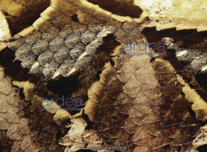 : Gaboon Viper Scales : Gaboon Viper Scales