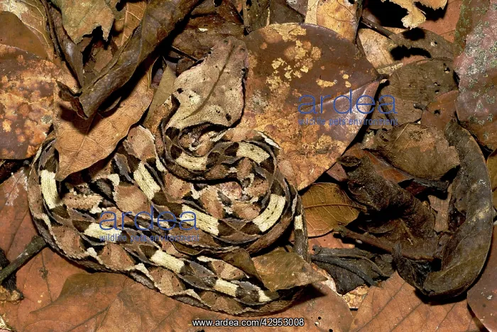 : Gaboon Viper - young in the leaf litter : Gaboon Viper - young in the leaf litter