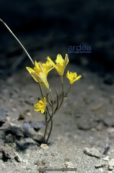 : Gadea plant flowers in sand dunes of Central Karakum desert : Gadea plant flowers in sand dunes of Central Karakum desert