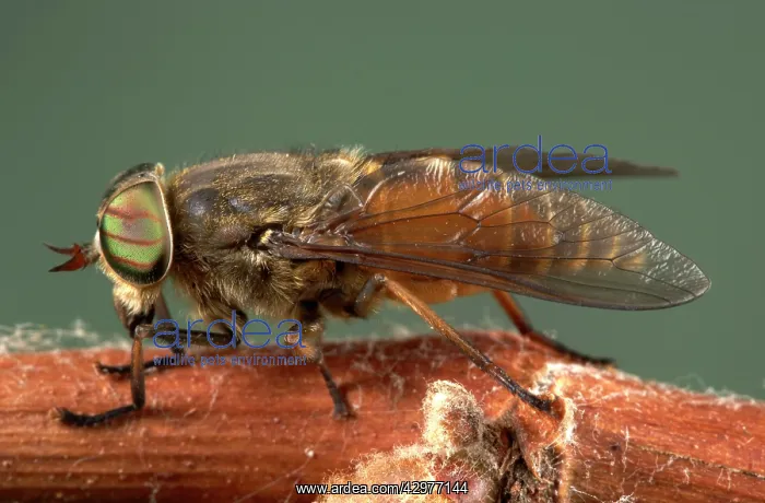  : Gadfly (Tabanus bovinus). Europe