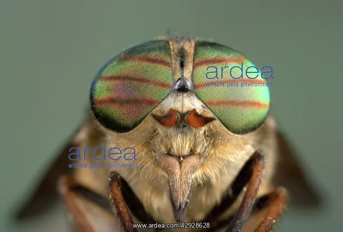 : Gadfly - eyes : Gadfly - eyes