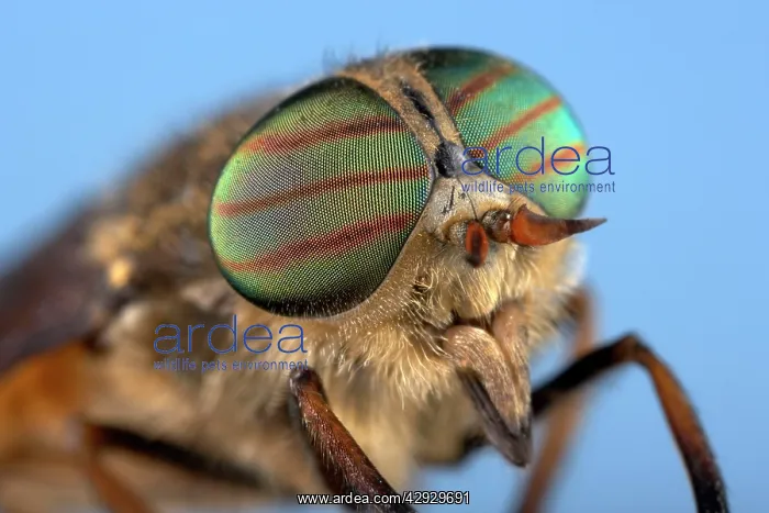 : Gadfly - eyes : Gadfly - eyes