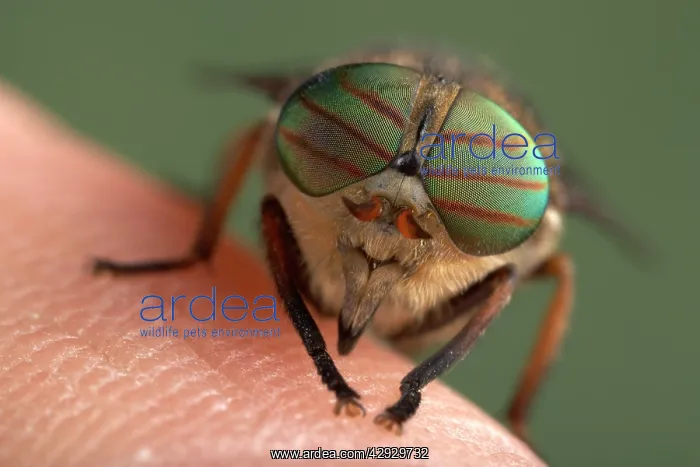 : Gadfly - eyes : Gadfly - eyes