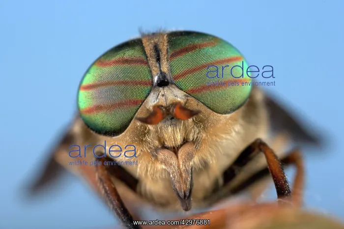 : Gadfly - eyes : Gadfly - eyes