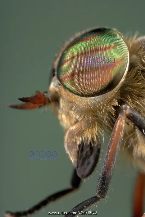 : Gadfly - eyes : Gadfly - eyes