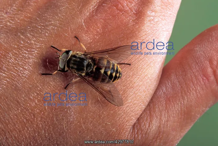 : Gadfly - on a hand : Gadfly - on a hand