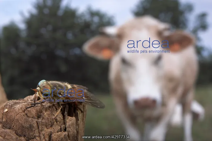 : Gadfly - on a picket with an ox in the background : Gadfly - on a picket with an ox in the background